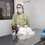 «Мультикан-8» отзывают после сообщений о гибели собак