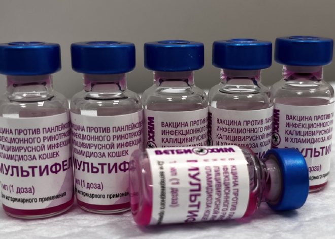 Гибель кошки после вакцины «Мультифел» — связь с препаратом не установлена