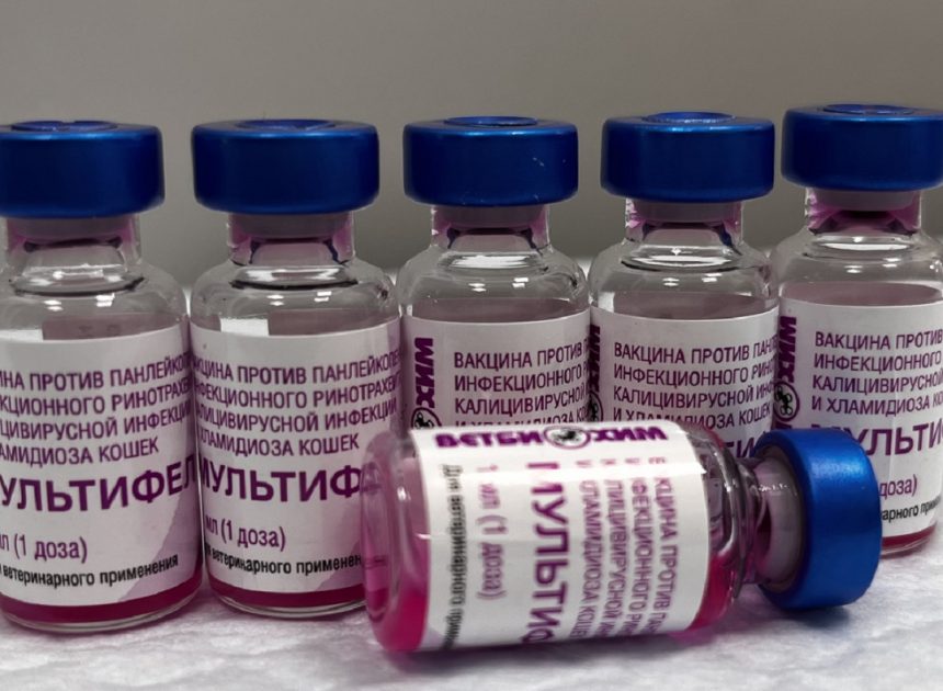 Гибель кошки после вакцины «Мультифел» — связь с препаратом не установлена